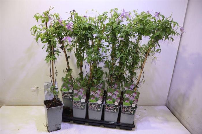 <h4>Clem At Willy</h4>