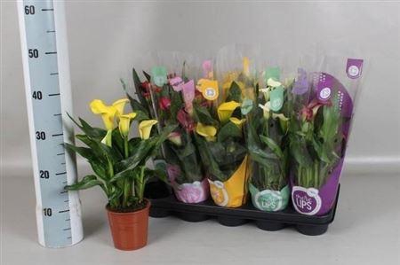 <h4>Zant Gem 4+</h4>