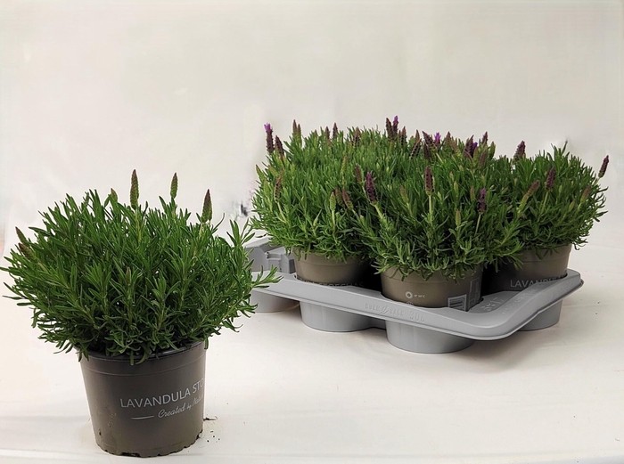 <h4>LAVAN STOECHAS</h4>