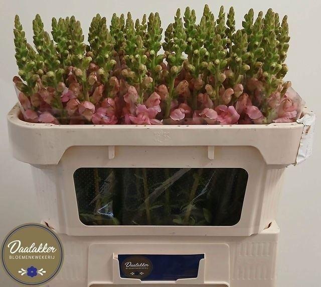 <h4>ANTIR AVIGNON PINK</h4>