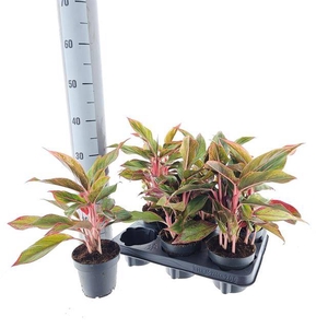 Aglaonema Crete 12Ø 30cm 2pp