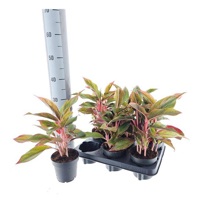 <h4>Aglaonema Crete 12Ø 30cm 2pp</h4>