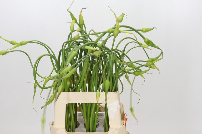 <h4>Allium Sativum Ophioscorodon</h4>