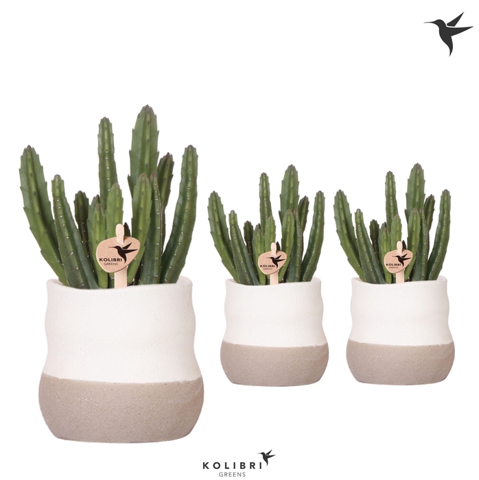 <h4>Kolibri Greens Stapelia Leendertziae in Imperfect Bag pot</h4>