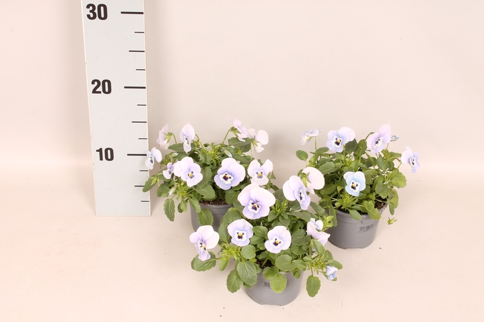 <h4>Viola cornuta F1 Marina</h4>