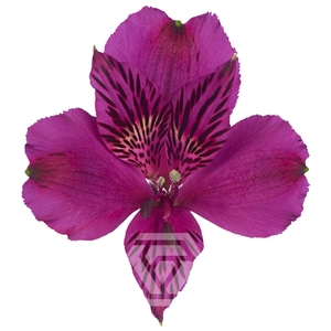 ALSTR AMATISTA Tessa