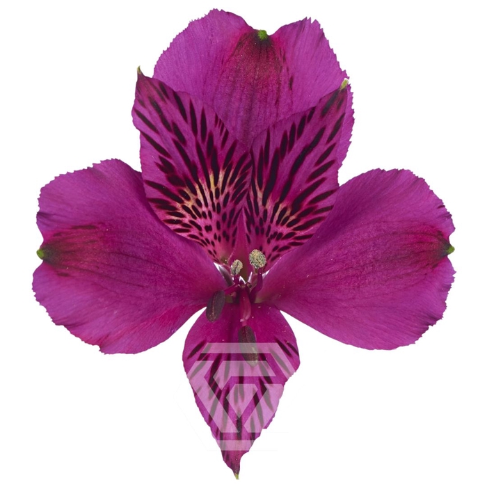 <h4>ALSTR AMATISTA Tessa</h4>