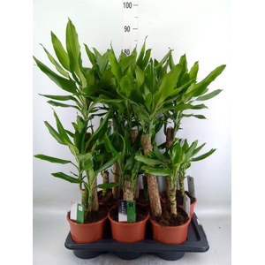 Dracaena frag. 'Steudneri'