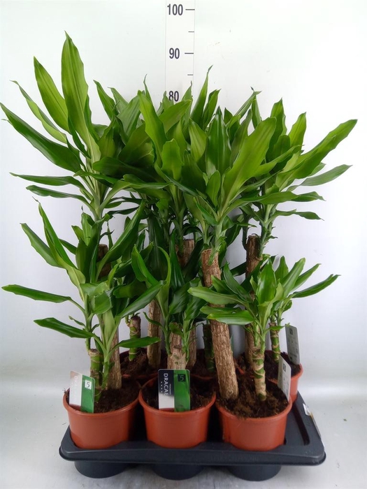 <h4>Dracaena frag. 'Steudneri'</h4>