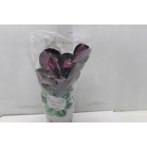 CALATHEA ROSEA PICTA CRIMSON P17