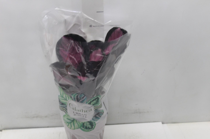<h4>CALATHEA ROSEA PICTA CRIMSON P17</h4>