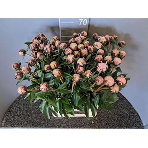 Paeo L Reine Hortens Rosa