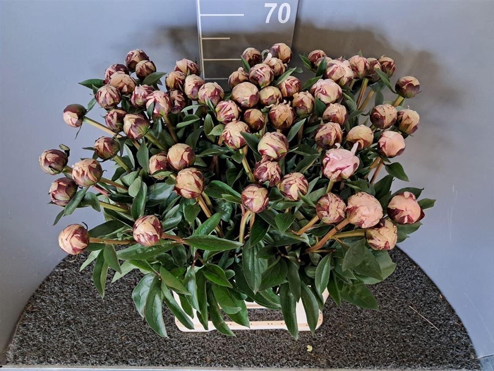 <h4>Paeo L Reine Hortens Rosa</h4>