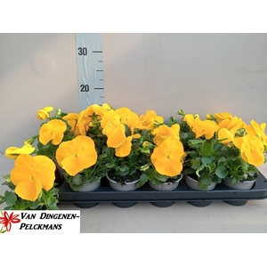 VIO WI DEL PUR YELLO