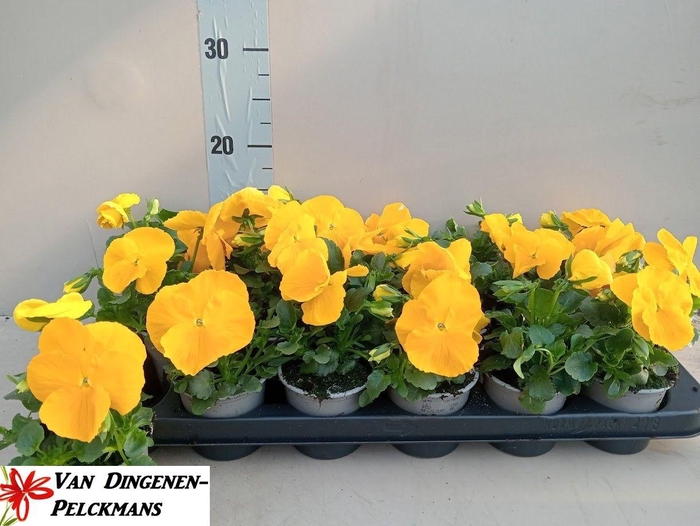 <h4>VIO WI DEL PUR YELLO</h4>