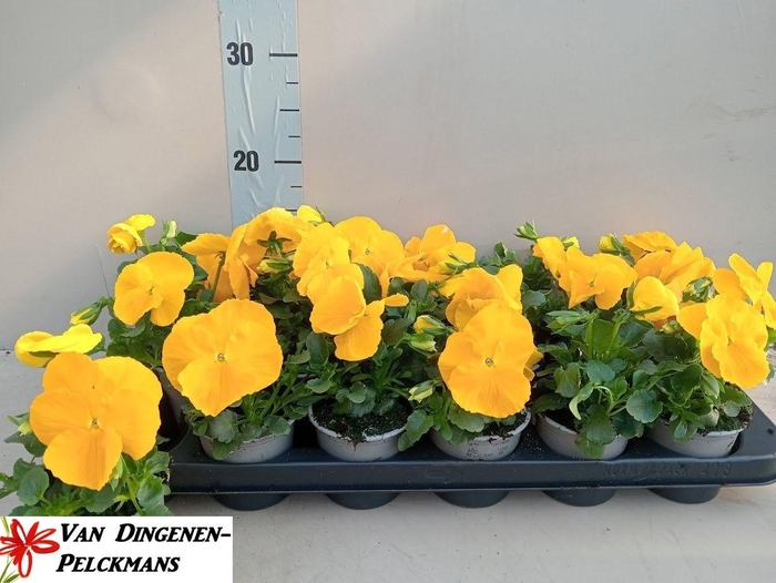 <h4>VIO WI DEL PUR YELLO</h4>