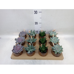 Succulents   ...mix 3