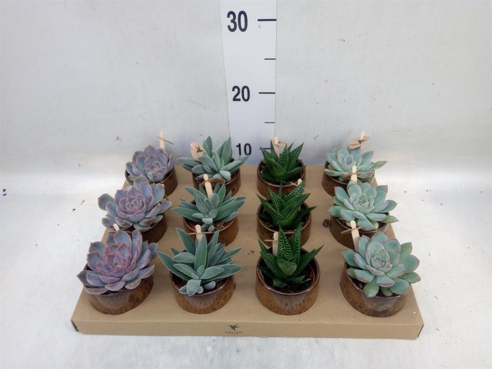 <h4>Succulents   ...mix 3</h4>