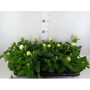 Platycodon grand. 'Astra White'