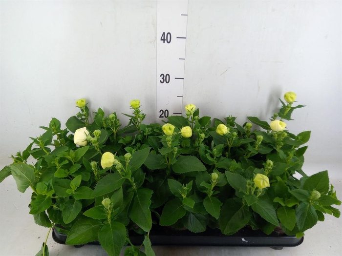 <h4>Platycodon grand. 'Astra White'</h4>