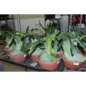 PLATYCERIUM GRANDE C25