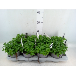 Mentha spicata