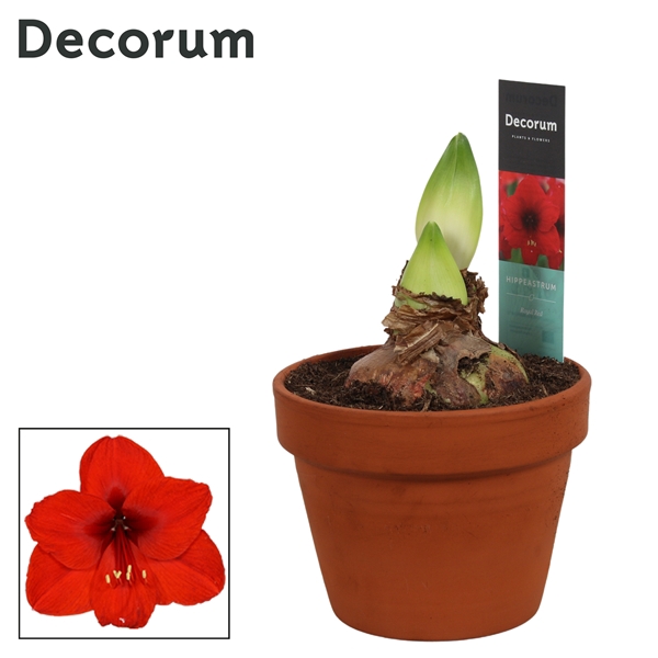 <h4>Hippeastrum Royal Red 2 Knop Terracotta Steen OP (Decorum)</h4>