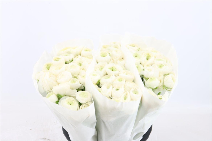 <h4>Ran Elegance White</h4>