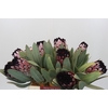 Protea African Didi