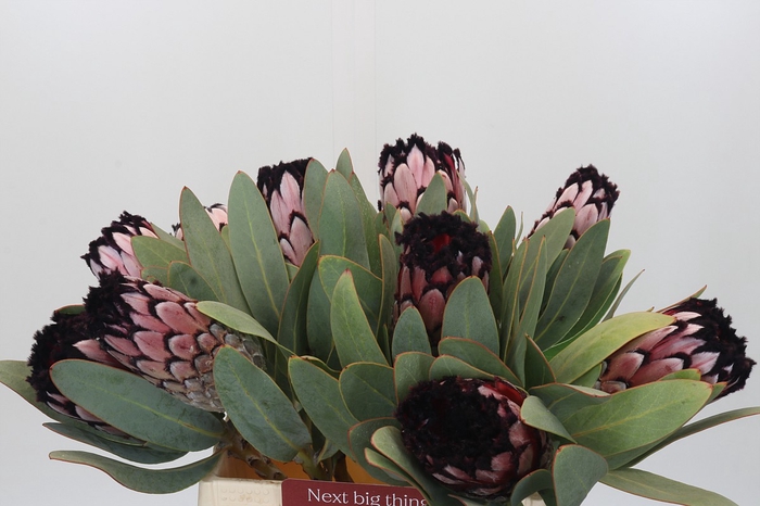 <h4>Protea African Didi</h4>