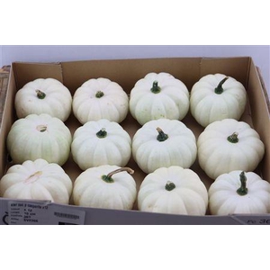 CUCURBITA PEPO