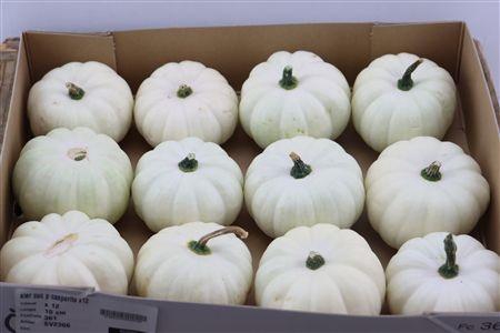 <h4>CUCURBITA PEPO</h4>