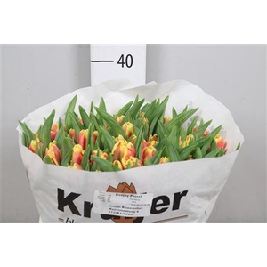 Tu Pa Dee Jay Parrot