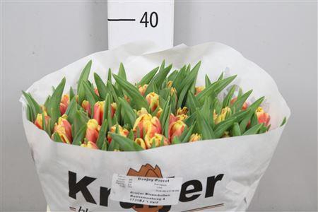 <h4>Tu Pa Dee Jay Parrot</h4>