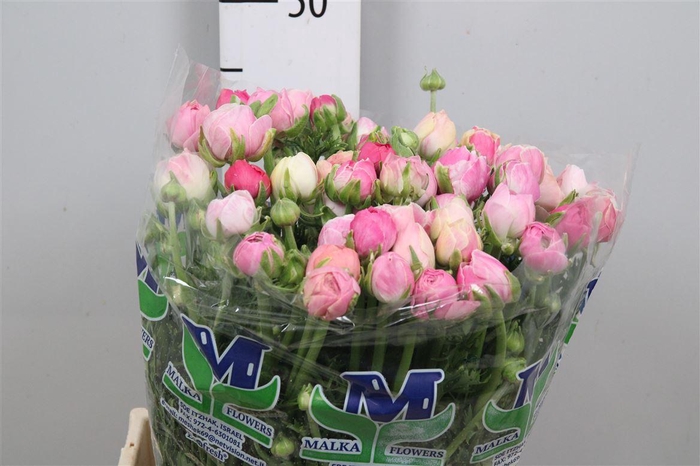 <h4>Ran Pink Perfection</h4>