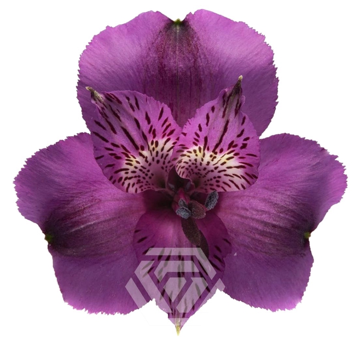 <h4>ALSTR AARON 60CM Tessa</h4>