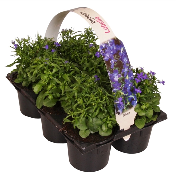 <h4>Lobelia erinus 'Compacta' blauw 6p</h4>