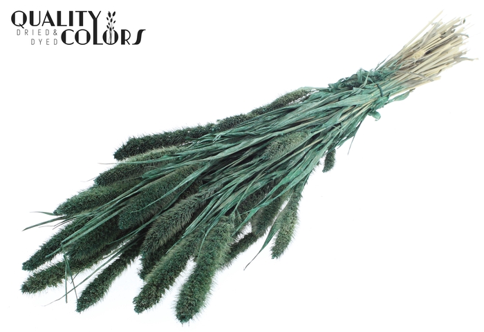 Setaria per bunch Pearl Green