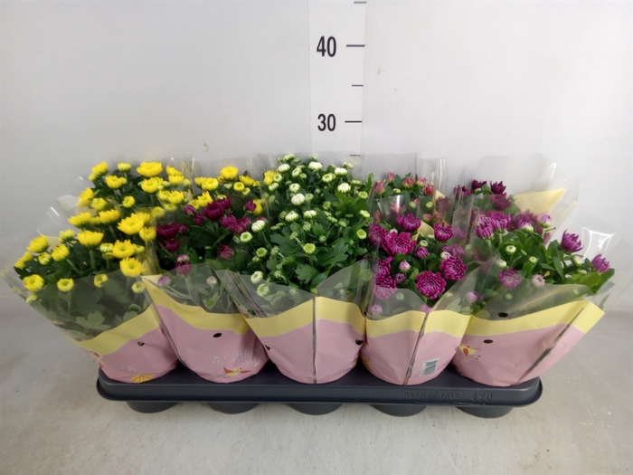 <h4>Chrysanthemum   ..rosebud mix</h4>