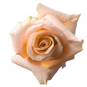 R Gr Phoenix Peach 50cm EC