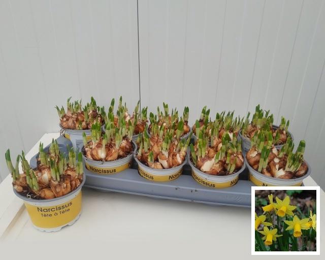 <h4>NARC O TETE A TETE</h4>