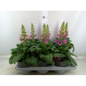 Digitalis   ...