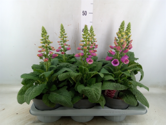 <h4>Digitalis   ...</h4>