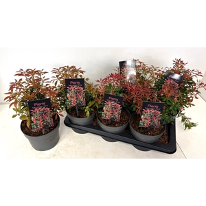 PIERIS JA MOUNT FIRE