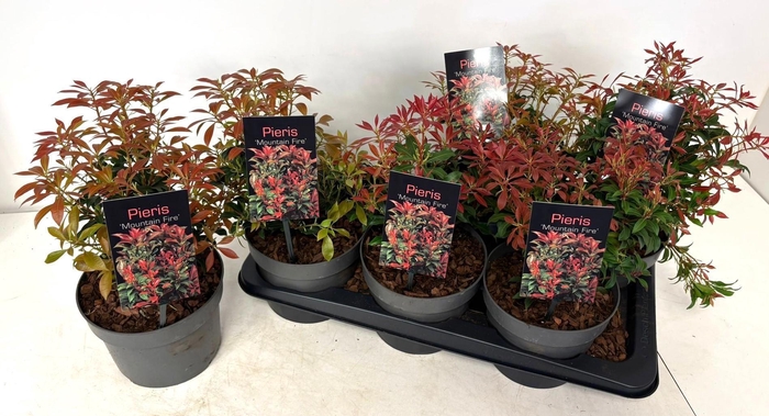 <h4>PIERIS JA MOUNT FIRE</h4>