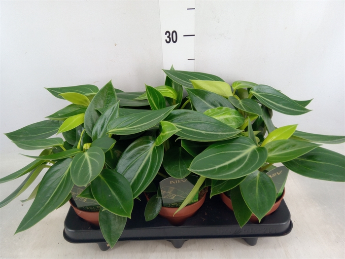 <h4>Peperomia</h4>