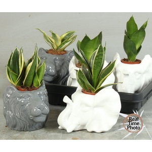 SANSEV TRIFASCIA  OV