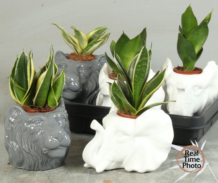 <h4>SANSEV TRIFASCIA  OV</h4>