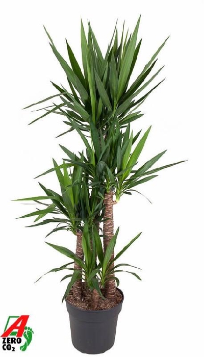 Yucca Elephantipes 4 toef 120-90-60-30