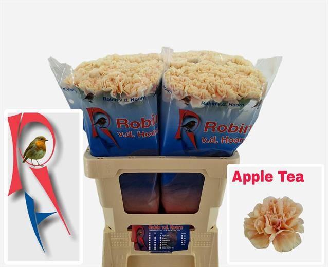 <h4>Dianthus st Apple Tea</h4>